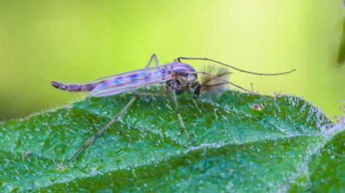 Chironomus sp.